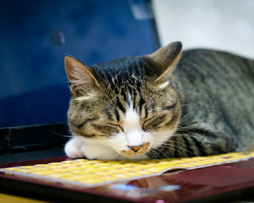 tomneko1215B1328_TP_V4